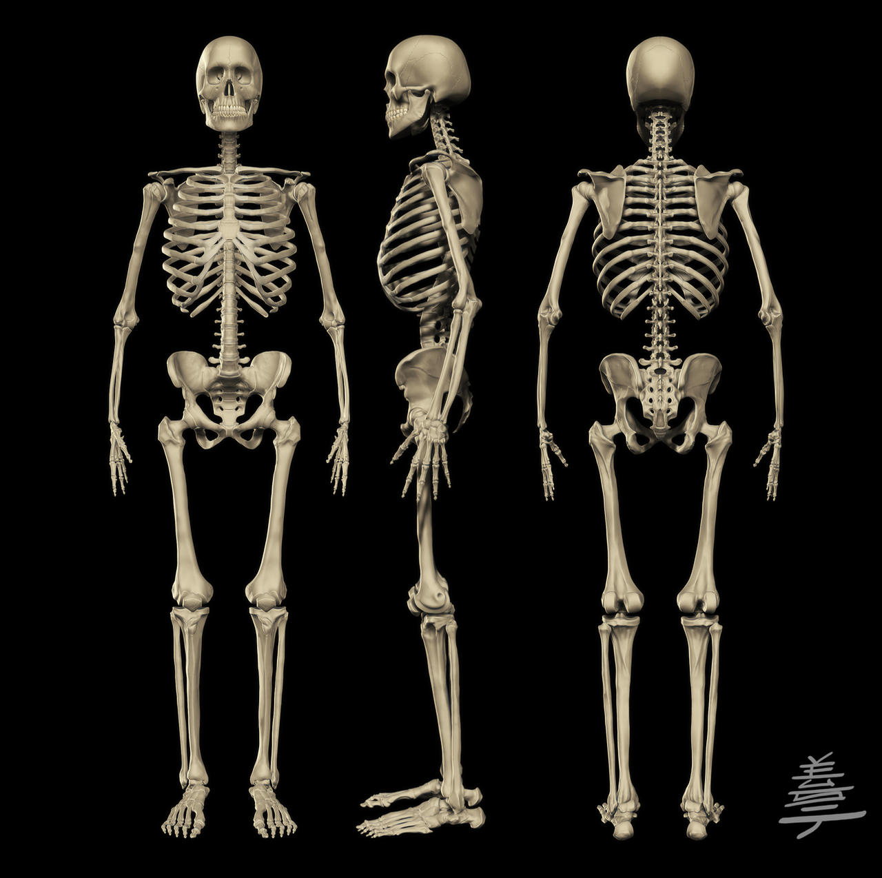Male Skeleton 110