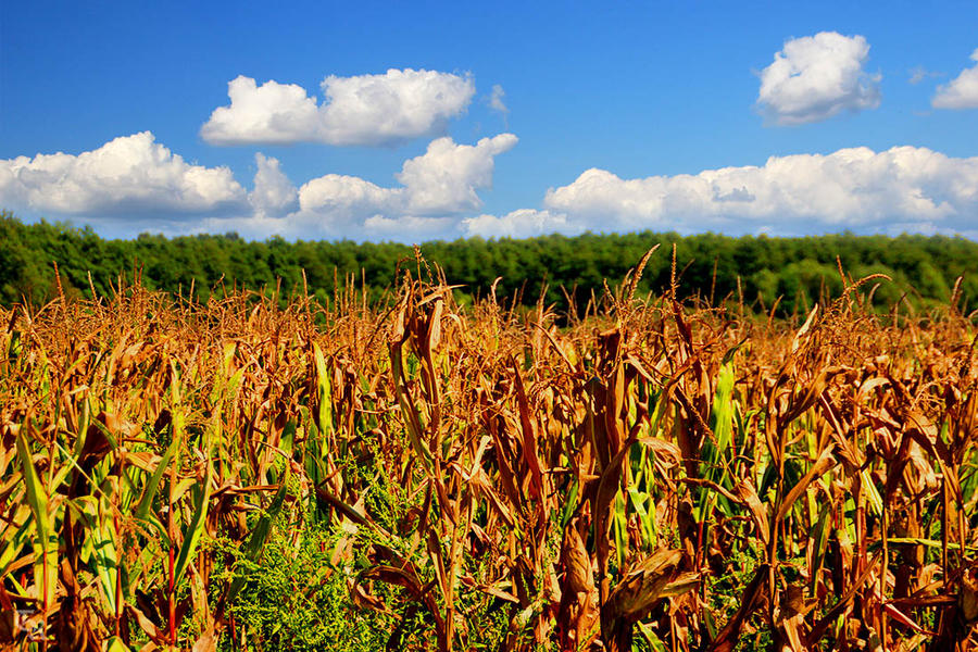 Corn Field by ToRom on deviantART