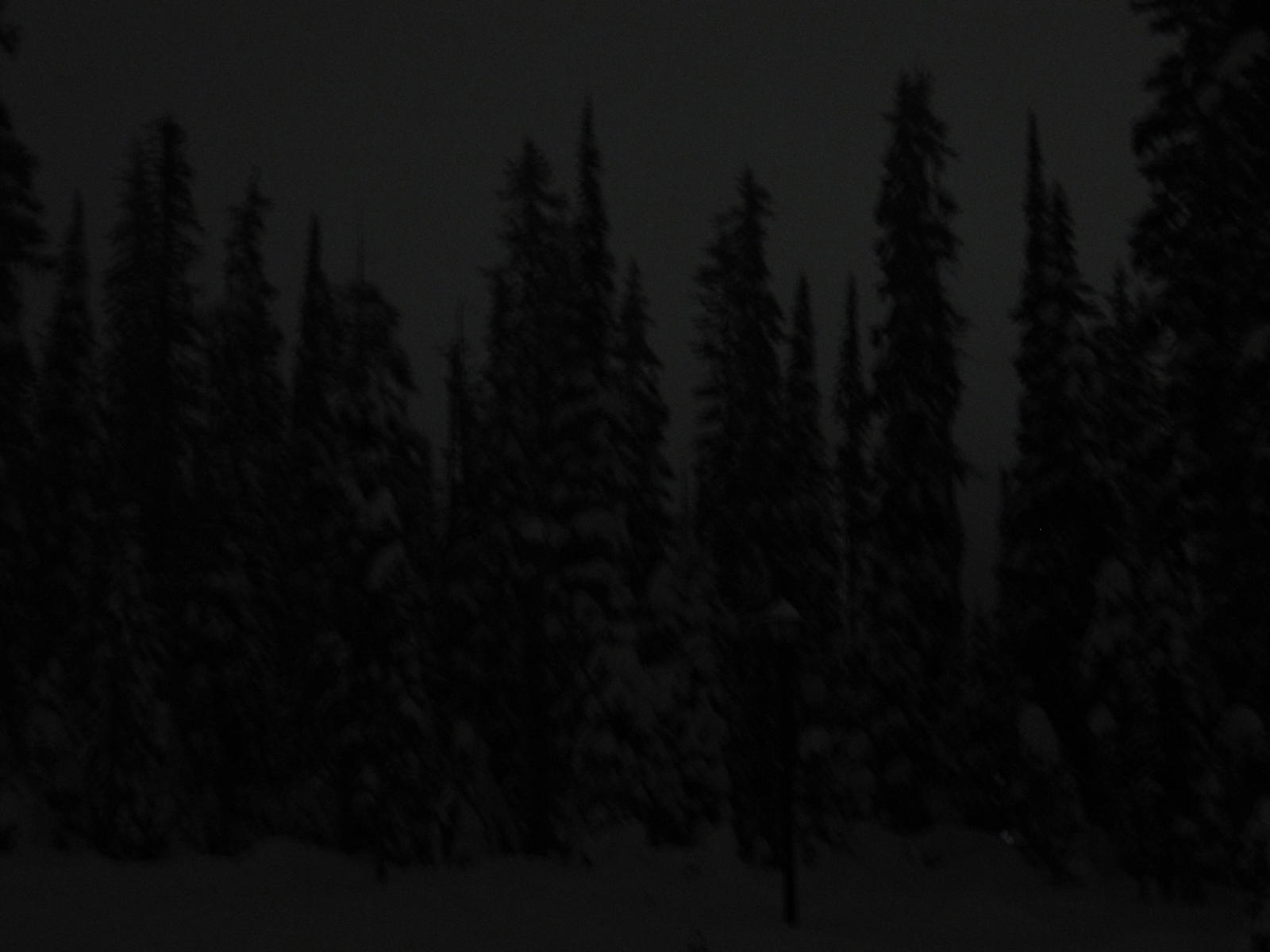 Snowy dark forest hq wallpaper   #160093)   