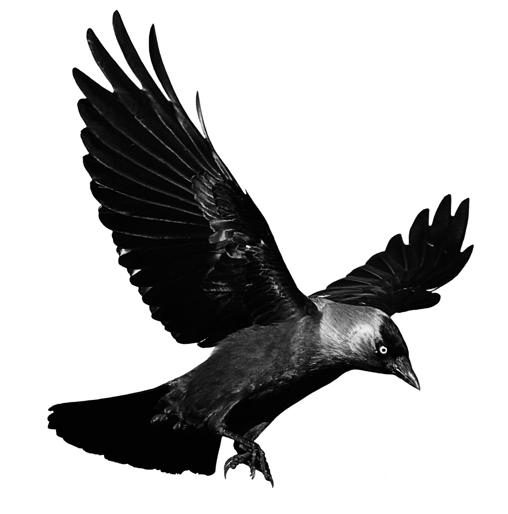 jackdaw2_by_frank_1956-d5wmaqp.png