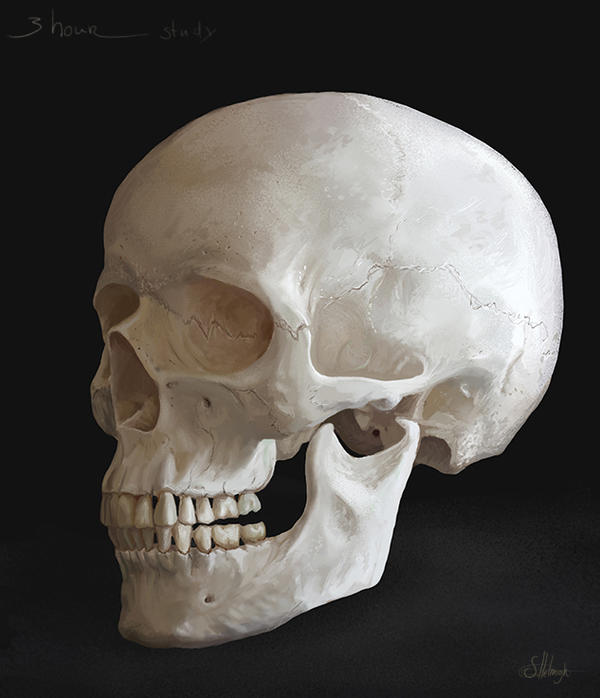 [Image: homosapien_skull_by_suzanne_helmigh-d5y1cpk.jpg]