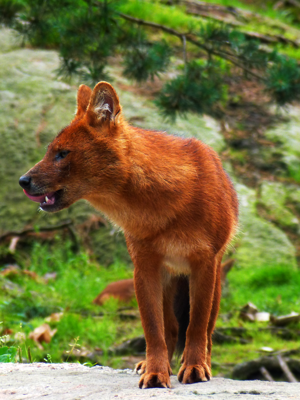 dhole11_by_themysticwolf-d6by3sv.png