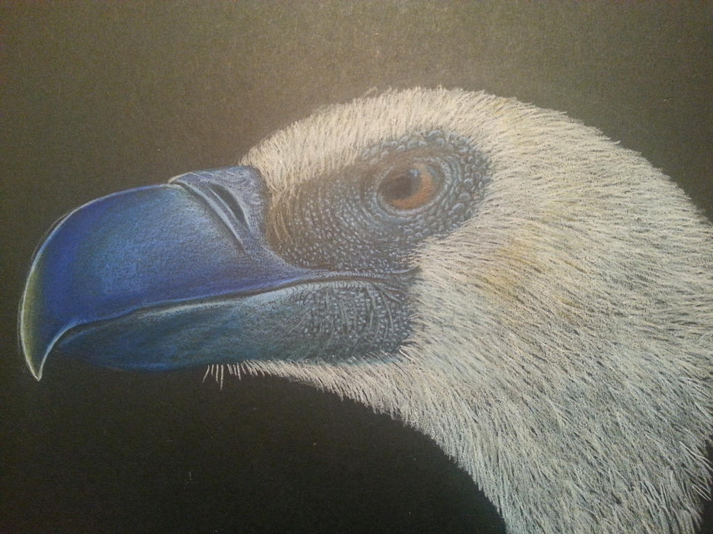 griffon_vulture_by_spinosaurus1-d7zshf6.jpg