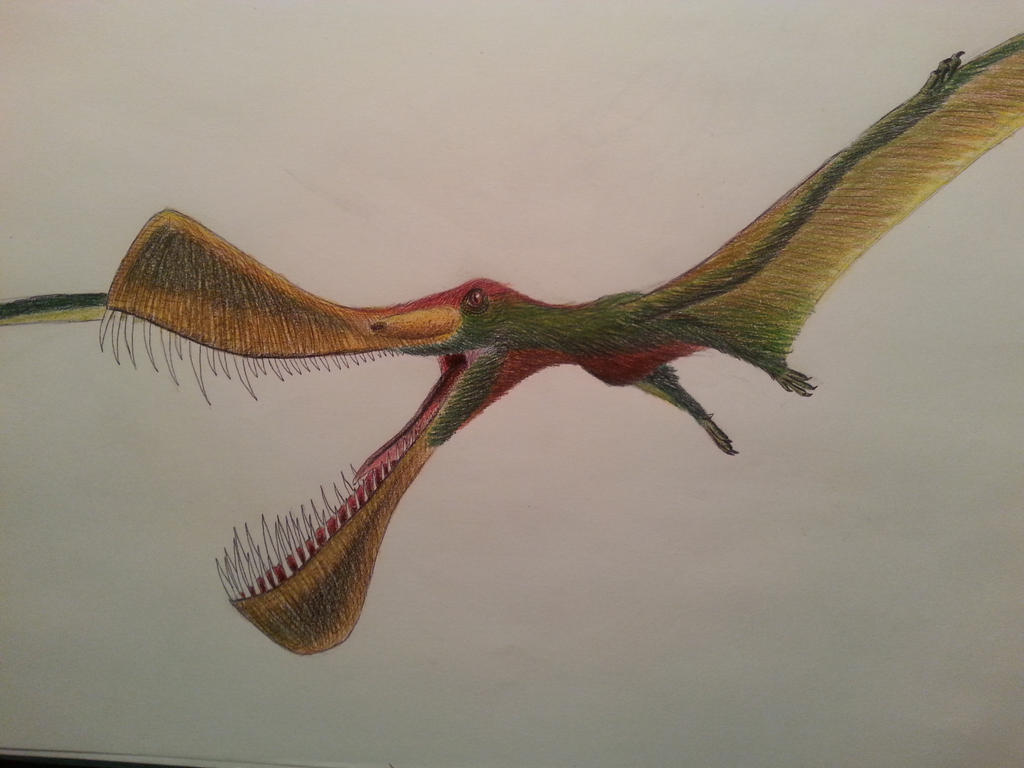 maaradactylus_kellneri_by_spinosaurus1-d87k6ik.jpg