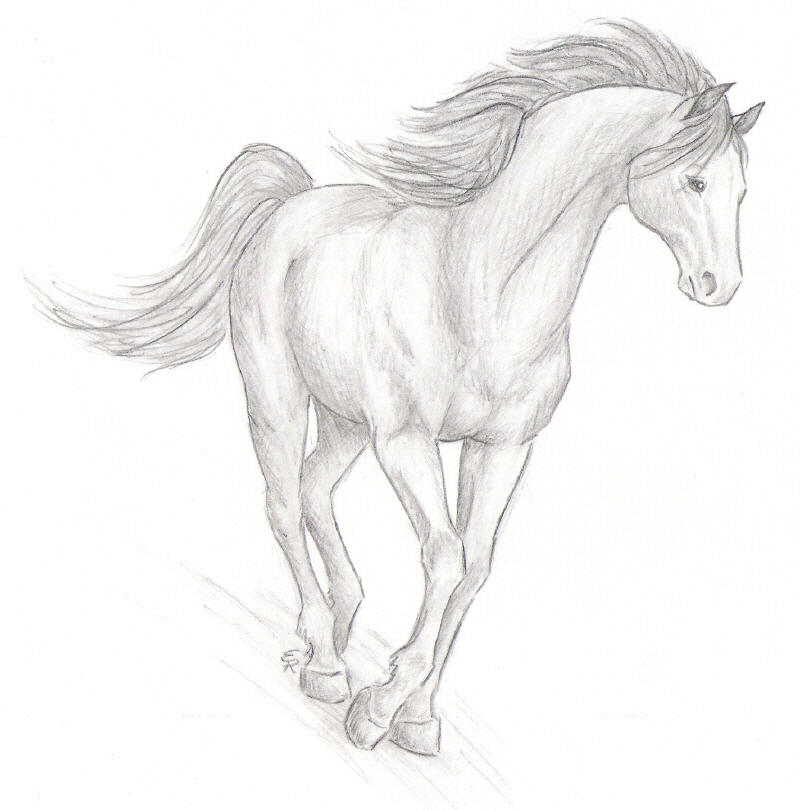 realistic horse coloring pages. images Realistic Kangaroo realistic horse coloring pages.