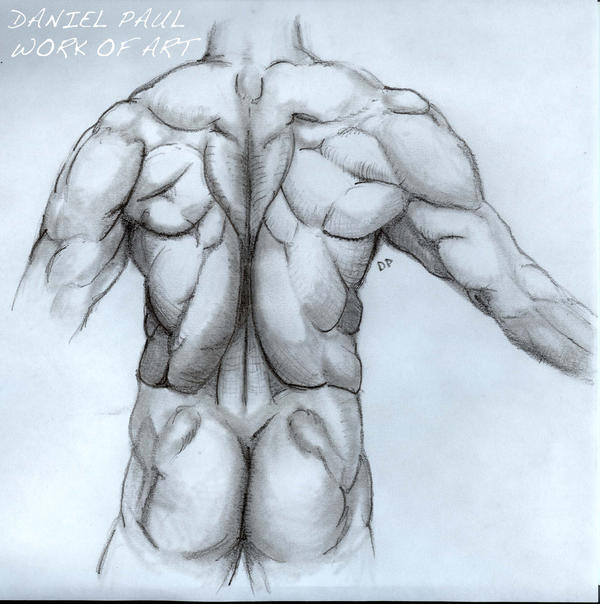 arm muscle drawing