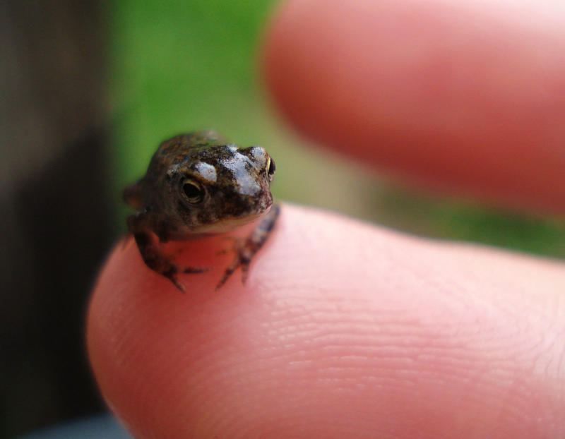 Baby Toad  