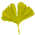 Ginkgo Leaf yellow