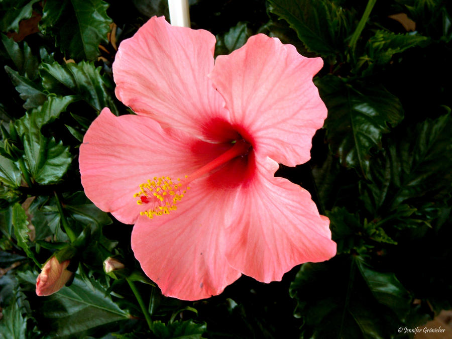 Hibiscus flower by M1ssCoc4 on DeviantArt