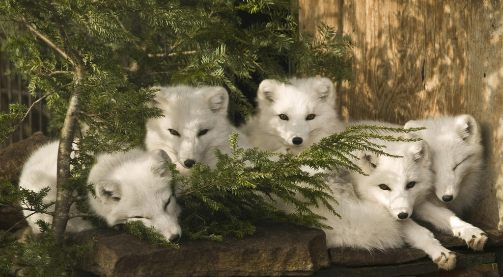 Arctic-Foxes