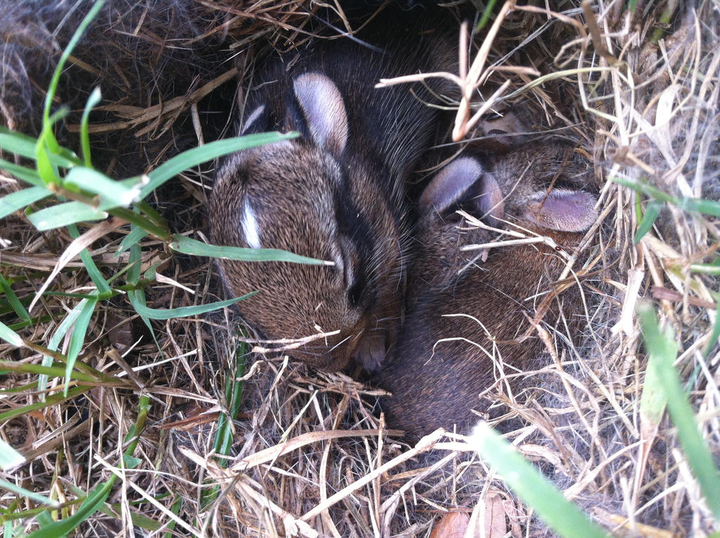 baby bunnies in our backyard! by Hollygoesmeow on deviantART