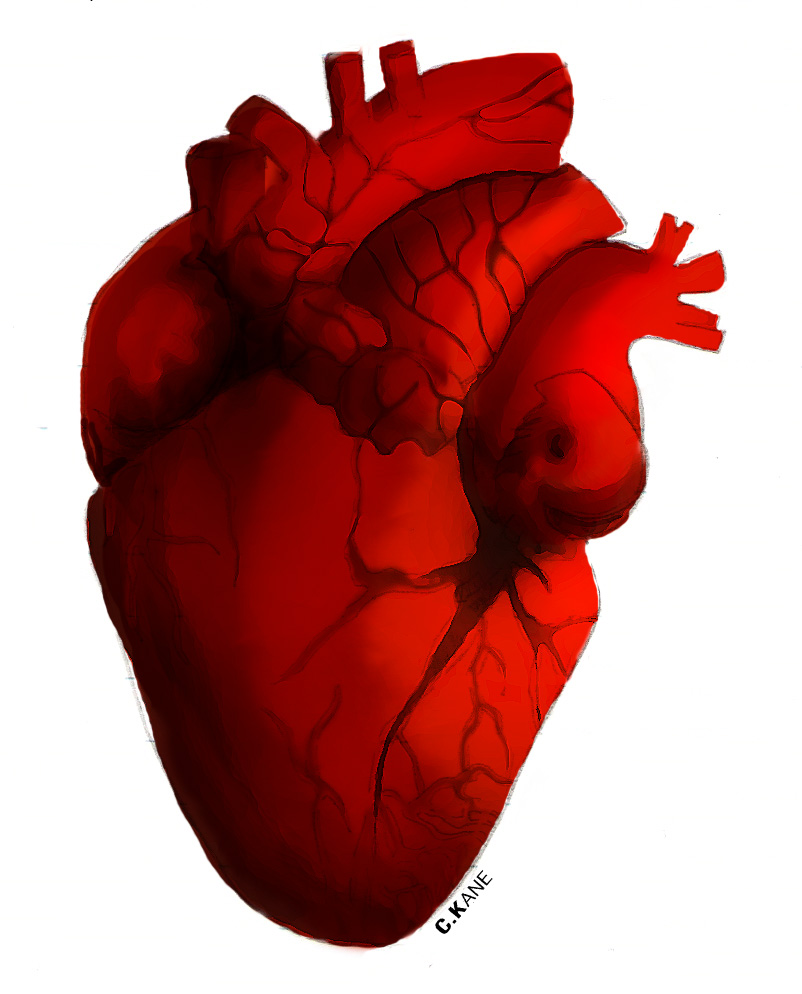 free clip art human heart - photo #1