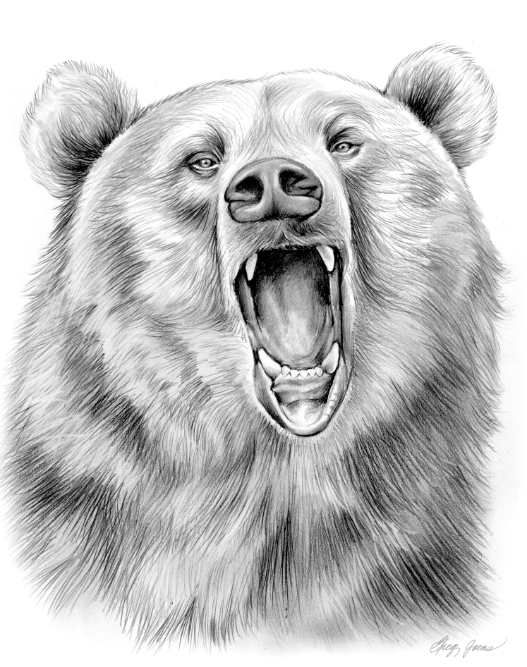 Grizzly Bear in Graphite Pencil by gregchapin on DeviantArt