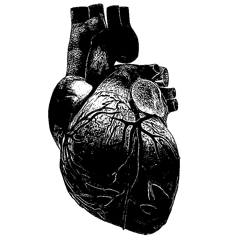 Ink Drawing - The Heart by A-Missing-Link on DeviantArt